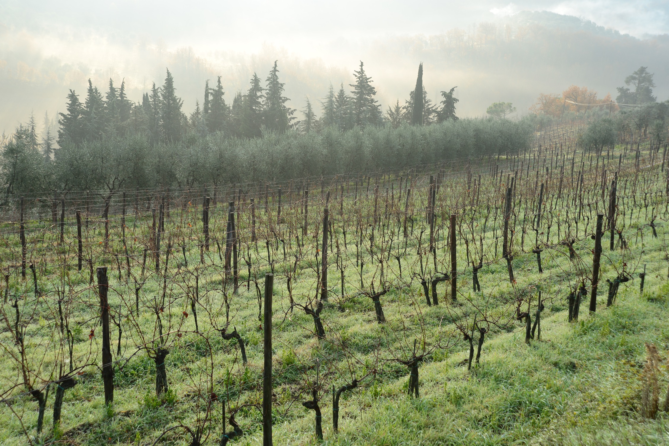 Vineyards near Montefioralle